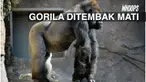 Seekor gorila terpaksa ditembak mati setelah menyeret anak balita selama 10 menit