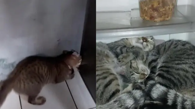 6 Potret Kucing di Dalam Kulkas Ini Bikin Geleng Kepala, Bak Main Petak Umpet
