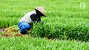 Petani memanen sayur kangkung yang ditanamnya di lahan garapan Banjir Kanal Timur, Cakung, Jakarta, Rabu (15/5/2019). Petani sering memanfaatkan lahan kosong dengan menanam beberapa jenis sayuran seperti kangkung yang dijual sekitar Rp 7.000 per 10 ikat. (merdeka.com/Imam Buhori)