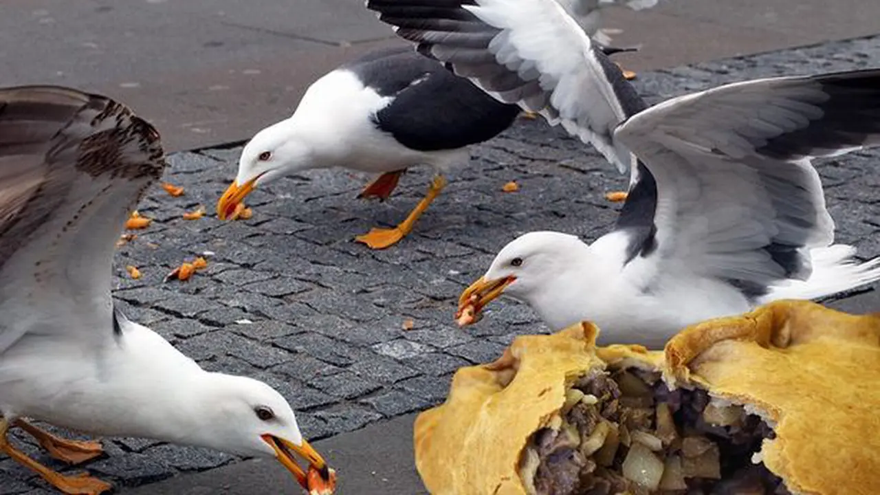Burung Camar yang Kegendutan