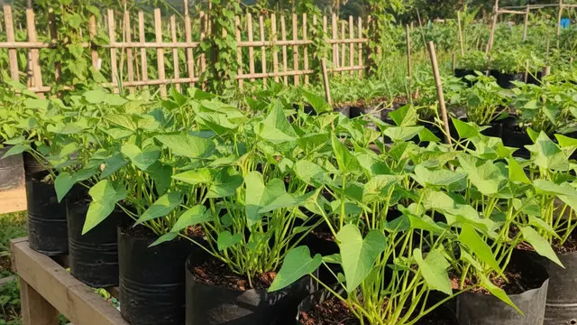 Tips Menanam Kangkung di Polybag, Panen Melimpah di Lahan Terbatas dalam Hitungan Minggu