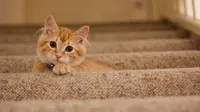 Unik, Video Kucing yang Ketakutan Diserang Tikus 