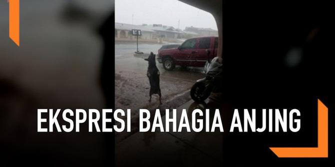 VIDEO: Ekspresi Anjing saat Main Hujan Pertama Kali