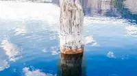 Bagaimana penjelasan tunggul kayu yang berusia 120 tahun di tengah danau ini?