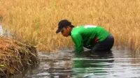 Puluhan hektare sawah di pesisir pantai Cianjur diterjang banjir rob (Achmad Sudarno/Liputan6.com)