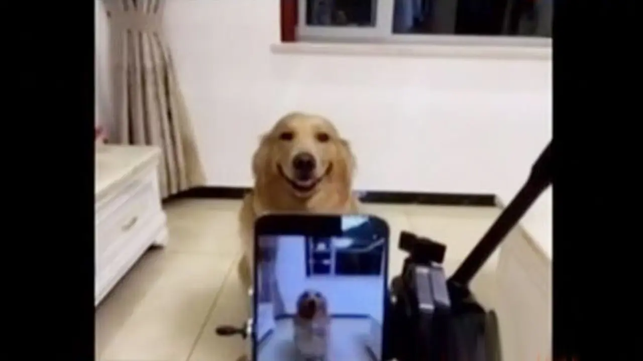Jendela Dunia: Anjing Ini Tersenyum saat Difoto