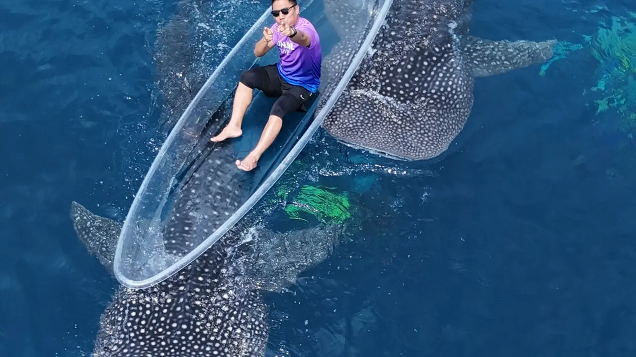 Rhincodon typus