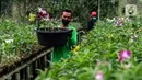 Pekerja membawa pohon Anggrek di tempat pengembangan anggrek Gino Nursery, Kaliurang, Bogor, Selasa (4/1/2021). Anggrek yang sudah berbunga siap dijual online maupun offline dengan kisaran harga dari 30 ribu rupiah hingga mencapai jutaan rupiah tergantung jenisnya. (Liputan6.com/Johan Tallo)
