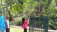 Bunga bangkai yang sedang mekar di Kebun Raya Bogor, Jawa Barat, Senin (7/10/2019). (Liputan6.com/Achmad Sudarno)