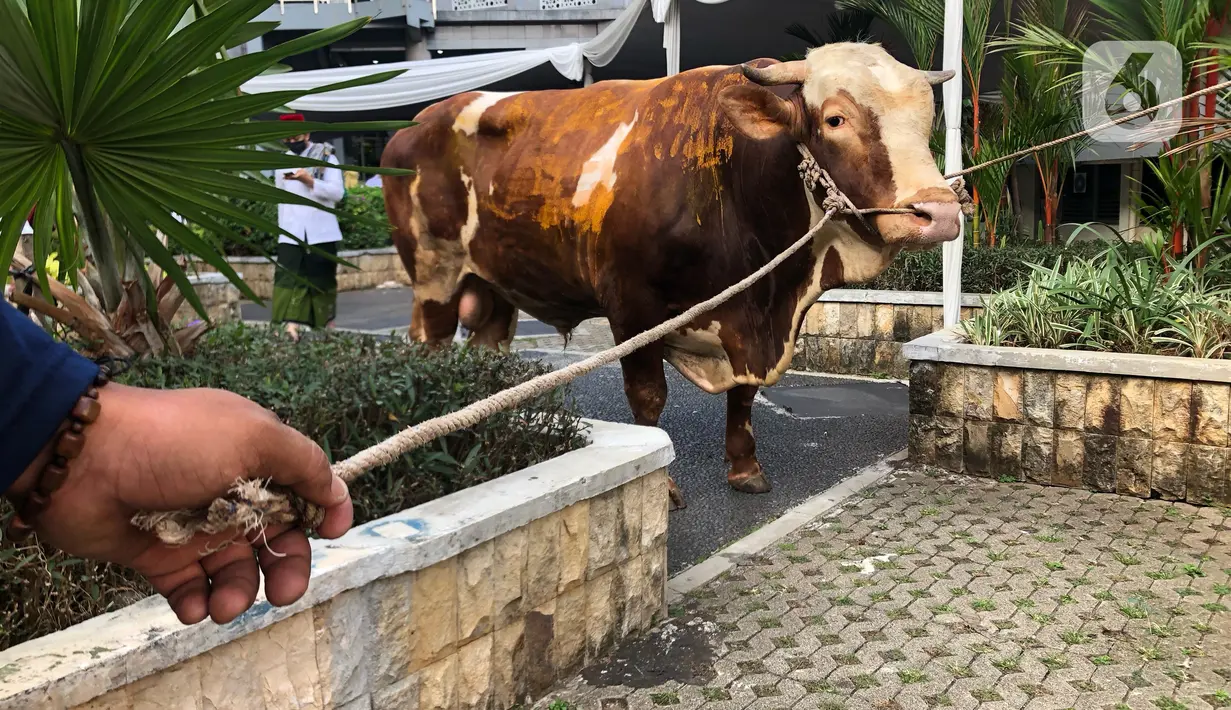 Sapi kurban sumbangan Gubernur DKI Jakarta Anies Baswedan dibawa di Balai Kota, Jakarta, Jumat (31/7/2020). Pada Hari Raya Idul Adha tahun ini, Anies menyumbangkan sapi kurban jenis limosin seberat 1,3 ton. (Liputan6.com/Immanuel Antonius)