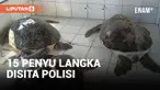 Polres Jembrana Bali Sita dan Serahkan Belasan Penyu Langka ke Tempat Konservasi