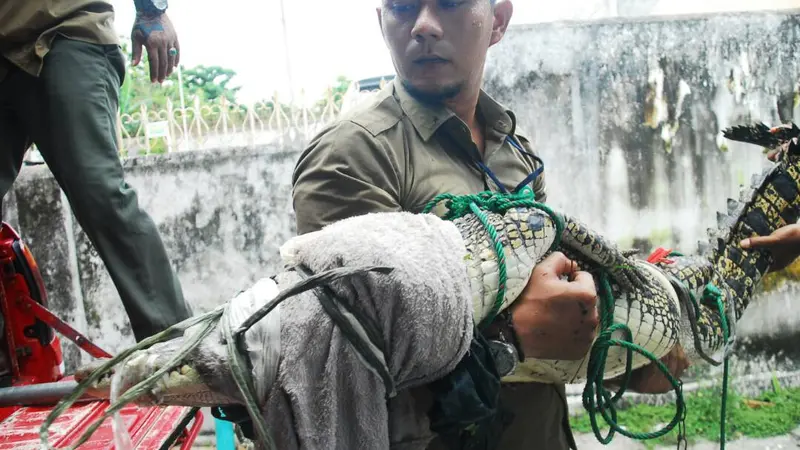 Buaya Rawa Ditangkap Warga