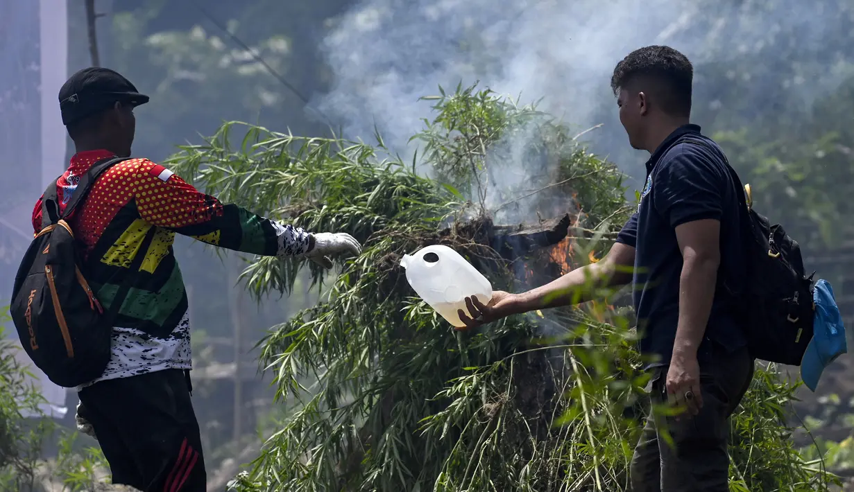 Anggota Badan Narkotika Nasional (BNN) membakar tanaman ganja saat penggerebekan pada jalur hutan di Lamteuba, Provinsi Aceh, 18 Mei 2022. (CHAIDEER MAHYUDDIN/AFP)