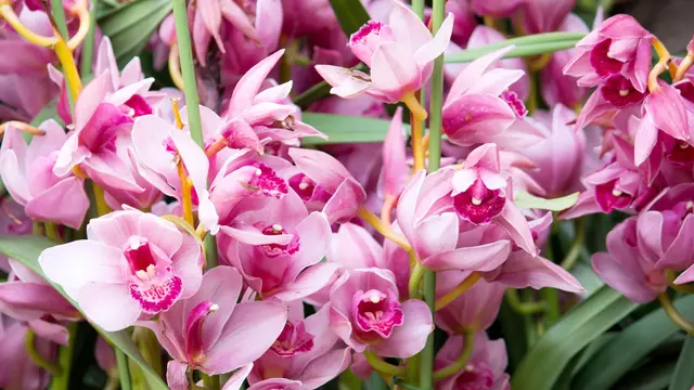 Ilustrasi Bunga Calanthe