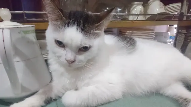 Potret Kucing Tunggui Majikannya yang Telah Meninggal, Kisahnya Bikin Haru