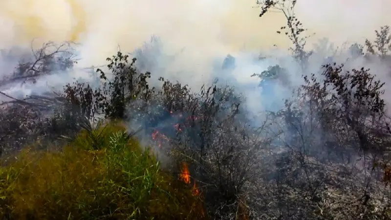 Api melumat lahan kosong di Provinsi Riau dan sudah mengepulkan asap tebal.