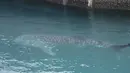 Hiu paus yang terjebak di salah satu kanal atau saluran air pendingin Pembangkit Listrik Tenaga Uap (PLTU) Paiton, Probolinggo, 17 September 2019. Hiu paus berukuran sekitar 4 meter itu berada di dalam kanal berkedalaman 8 meter. (Liputan6.com/Pool/Humas PLN)