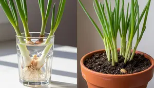 Daun Bawang di Air atau Tanah, Mana yang Lebih Cepat Tumbuh? Pahami Cara Menanam Cepat Panen