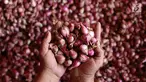 Seorang pedagang menunjukkan bawang merah dagangannya di Pasar Induk Kramat Jati, Jakarta, Selasa (2/4/2019). Sejumlah pedagang di Pasar Induk Kramat Jati mengaku harga bawang merah dan bawang putih relatif stabil, meskipun terjadi kenaikan harga di beberapa daerah. (Liputan6.com/Immanuel Antonius)