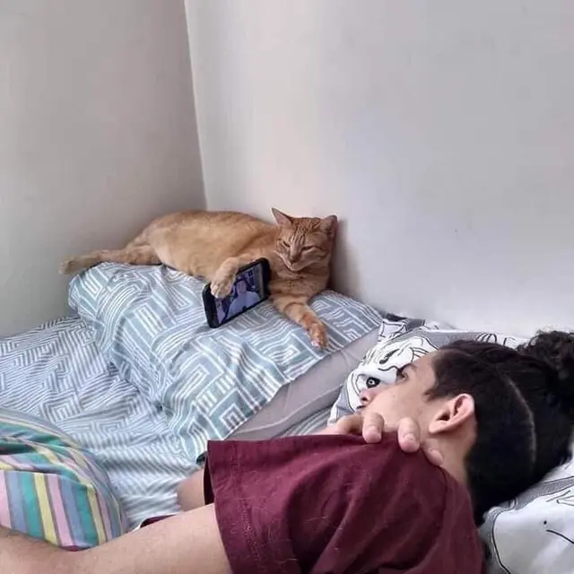 6 Aksi Kucing Bantu Majikan Nonton Film di HP, Lucu Maksimal