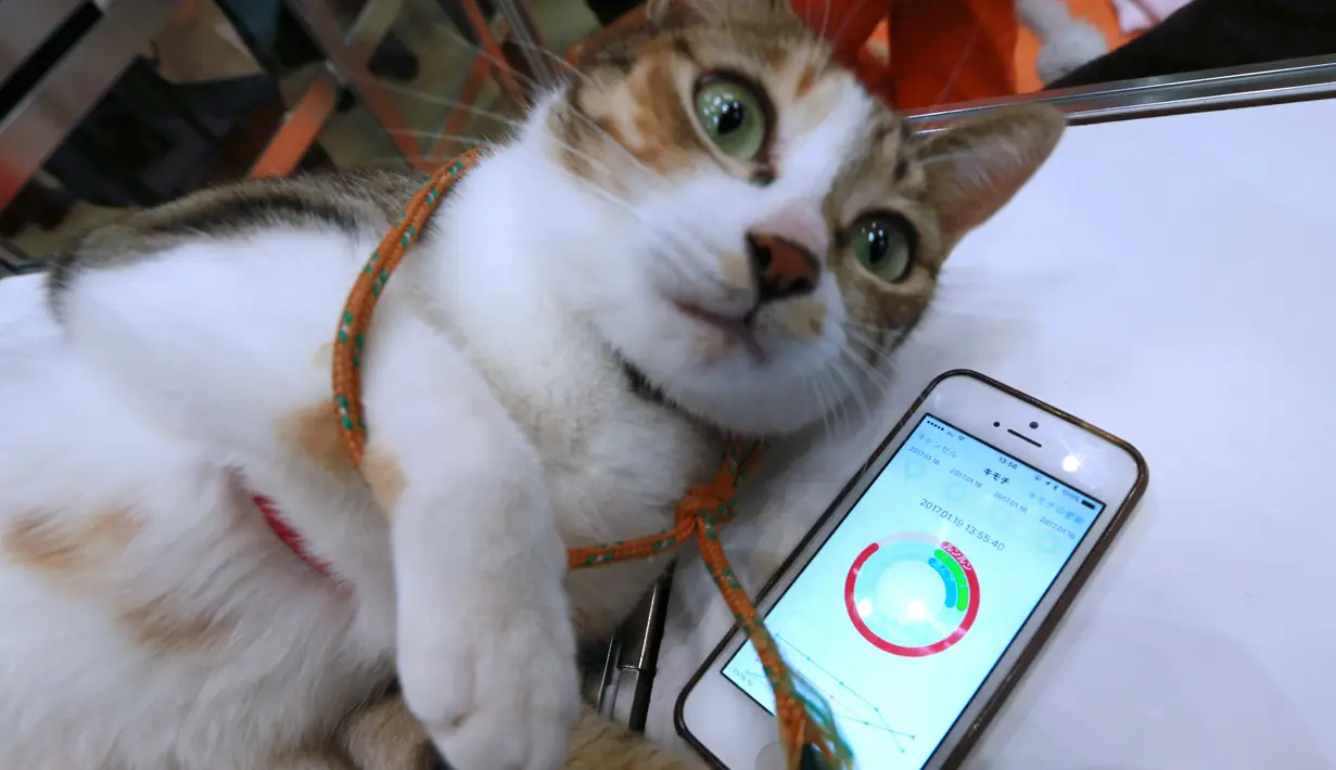 Seorang staf Anicall menunjukkan aplikasi yang disebut "Internet of Animals" pada Wearable Expo di Tokyo, Jepang (18/1). Aplikasi ini dilengkapi sensor gerak, suhu dan tekanan udara yang dapat menampilkan perasaan hewan. (AP Photo/Eugene Hoshiko)