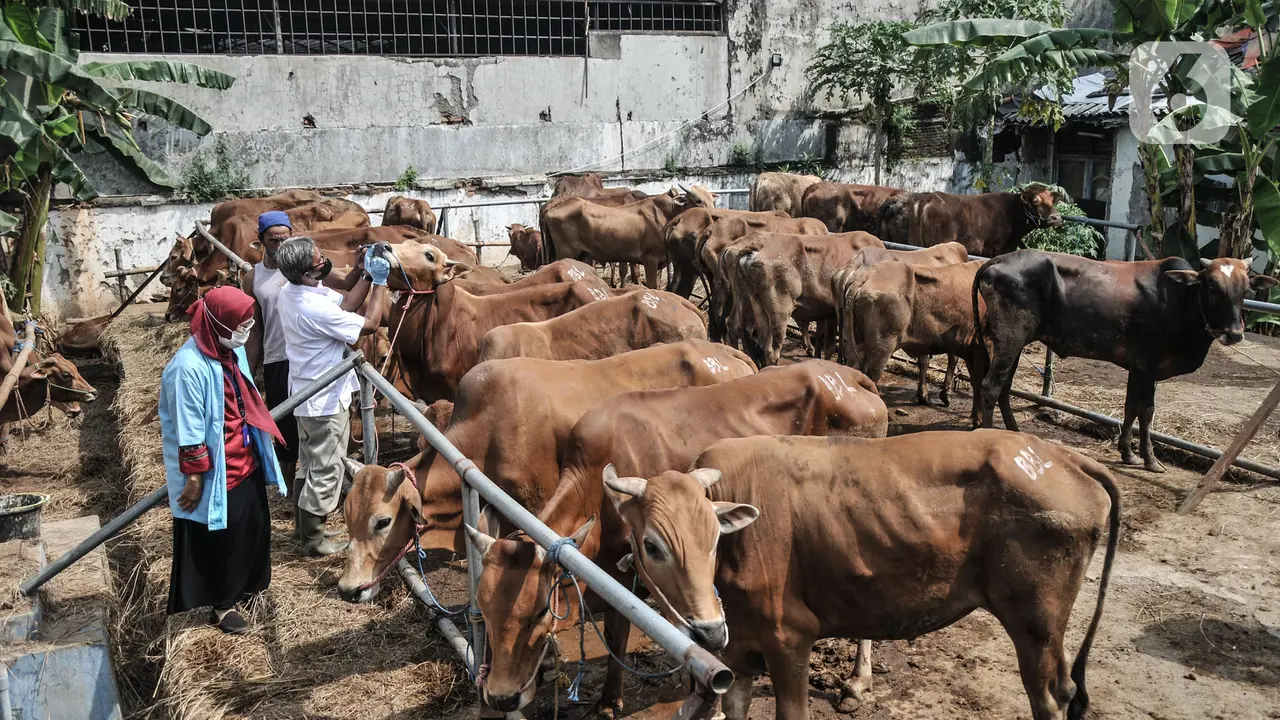 Pemeriksaan Kesehatan Hewan Kurban di Masa Pandem