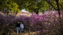 Pengunjung berjalan melewati semak bunga azalea di Taman Wonmi di Bucheon, sebuah kota di pinggiran Seoul (19/4/2022). Saliyah atau Azalea adalah jenis tanaman berbunga dari keluarga Ericaceae dan genus Rhododendron yang tumbuh di wilayah beriklim sedang.  (AFP/ANTHONY WALLACE)