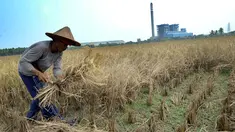 Petani memotong tanaman padi saat panen di sawah yang terletak di belakang PLTU Labuan, Pandeglang, Banten, Minggu (4/8/2019). Musim kemarau menyebabkan harga gabah di tingkat petani mengalami kenaikan dari Rp 3.600 menjdi Rp 4.300 per kilogram. (merdeka.com/Arie Basuki)