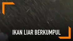 Puluhan ribu ikan liar menumpuk di sepanjang sungai di China. Hal ini merupakan fenomena langka yang pertama kali terjadi.