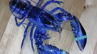 Lobster langka berwarna biru. (News.com.au)