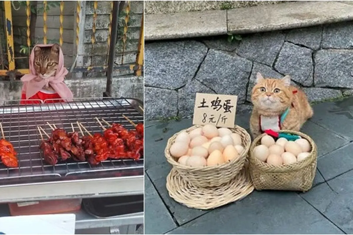 6 Potret Kucing Jualan Belum Laku, Mata Berbinar Minta Dibeli