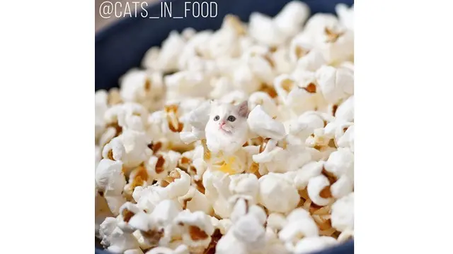 7 Foto Editan Kucing dalam Makanan Ini Kreatif Banget