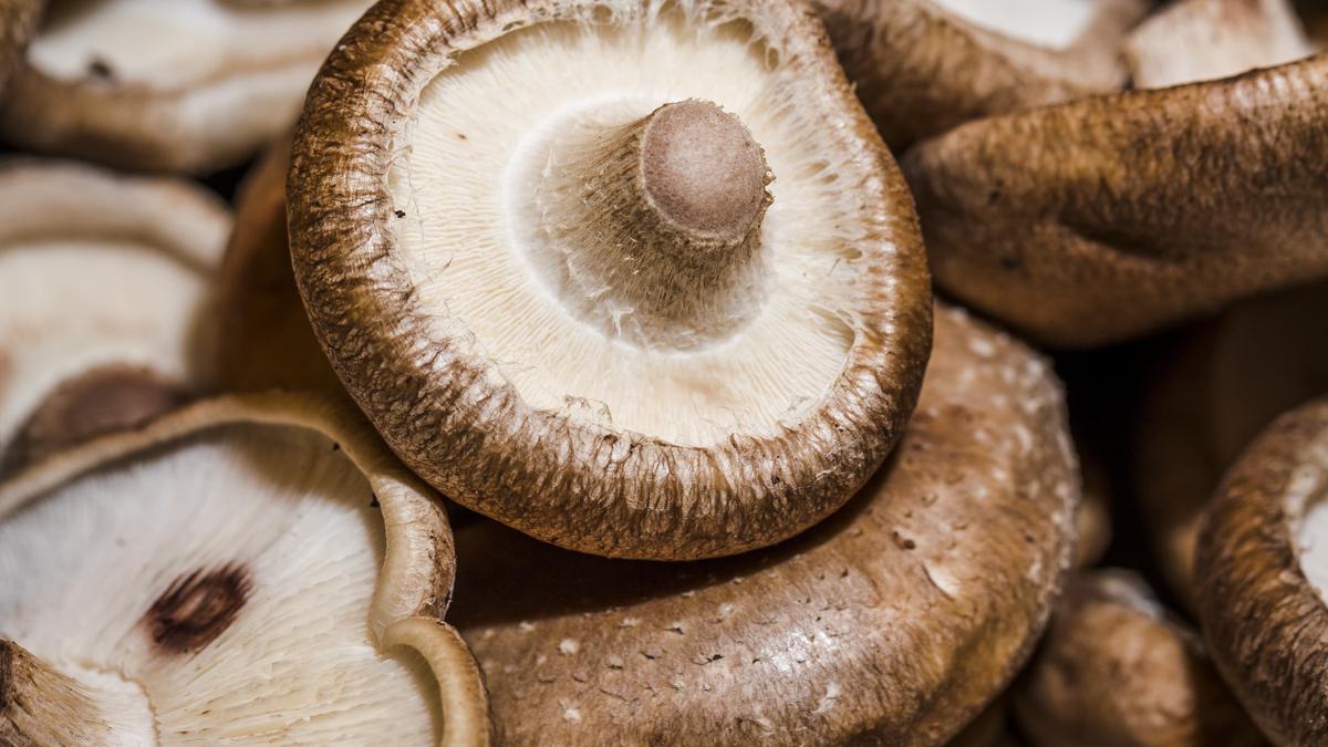 Cara Masak Jamur Shitake Kering untuk Hidangan Kaya Rasa Umami