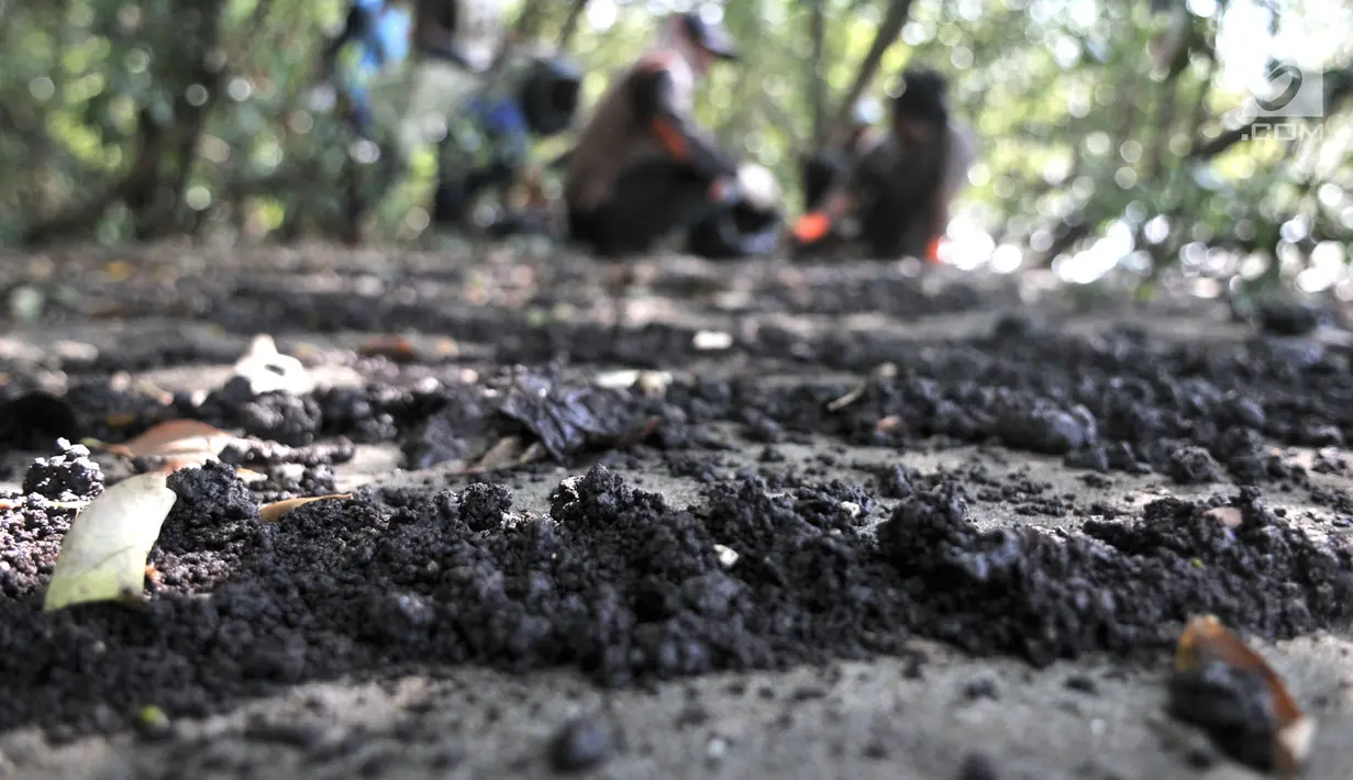 Penampakan tumpahan limbah minyak (oil spill) yang mencemari Pantai Muara Beting, Muara Gembong, Bekasi, Jawa Barat, Minggu (28/7/2019). Nelayan Muara Gembong memilih untuk menjadi pengepul oil spill karena tidak mungkin melaut dalam kondisi air tercemar. (merdeka.com/Iqbal Nugroho)
