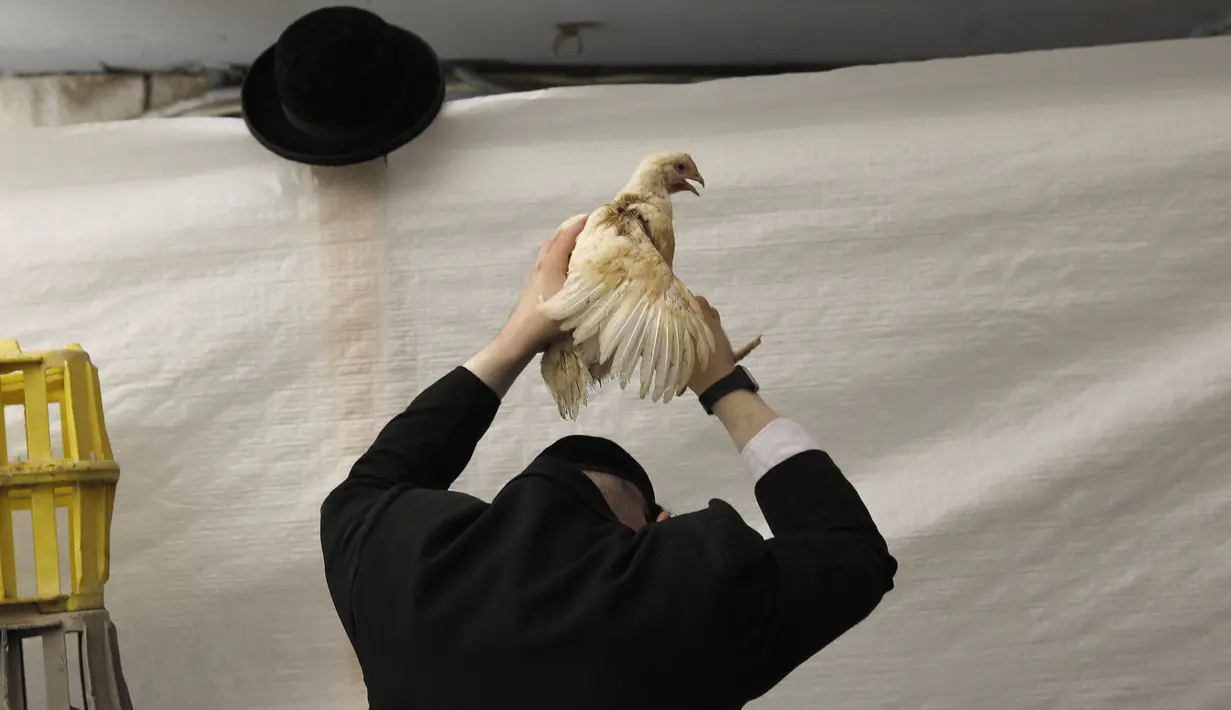 Seorang pria Yahudi Ultra-Ortodoks mengangkat ayam saat melakukan ritual Kaparot di Yerusalem (27/9). Ayam yang telah digunakan untuk ritual ini disembelih dan dimakan pada perayaan sebelum hari raya Yom Kippur. (AFP Photo/Manahem Kahana)