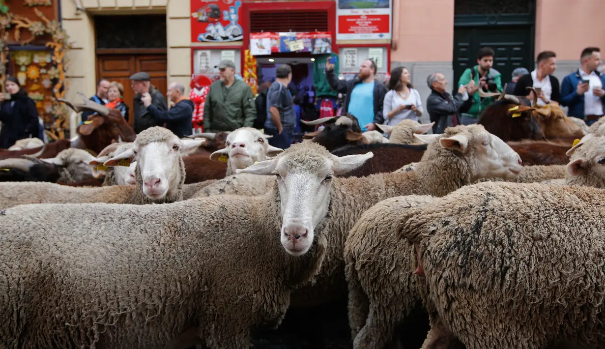 Warga melihat kawanan domba yang digembalakan melewati pusat kota Madrid, 21 Oktober 2018. Tradisi ini untuk mempertahankan hak menggembala dan migrasi  ternak secara tradisional yang semakin terancam praktik pertanian modern. (AP Photo/Paul White)