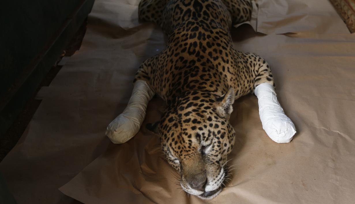 Kondisi seekor macan tutul yang terluka setelah mendapat perawatan di sebuah pusat perlindungan satwa di Negara Bagian Goias, Brasil (27/9/2020). Kebakaran hutan di lahan basah Pantanal terus meluas hingga mengancam kehidupan satwa liar dan lingkungan sekitar. (Xinhua/Lucio Tavora)