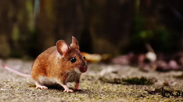 Tikus di India Jadi Tersangka Lenyapkan 200 Kg Ganja, Bikin Heboh Pengadilan (Ilustrasi: Pexels/alexa fotos)