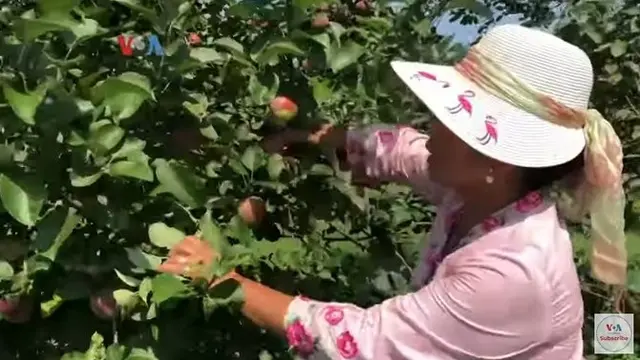 Nuri berkebun di Amerika Serikat/do. Youtube VOA Indonesia