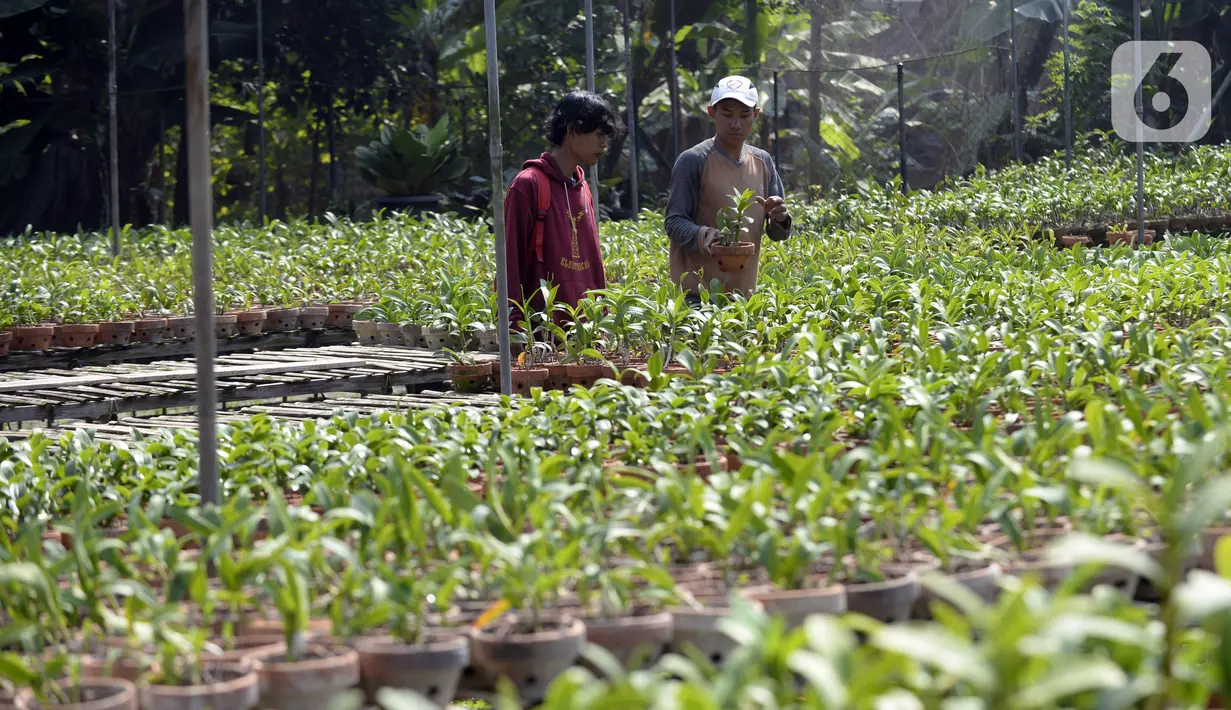 Pembeli memilih anggrek jenis dendrobium di tempat pembibitan budi daya anggrek, Pocis, Kecamatan Setu, Tangerang Selatan, Banten, Senin (31/8/2020). Anggrek dendrobium pesanan pembeli akan dikirim ke berbagai daerah, kebanyakan pemesan dari Kalimantan dan Sulawesi. (merdeka.com/Dwi Narwoko)