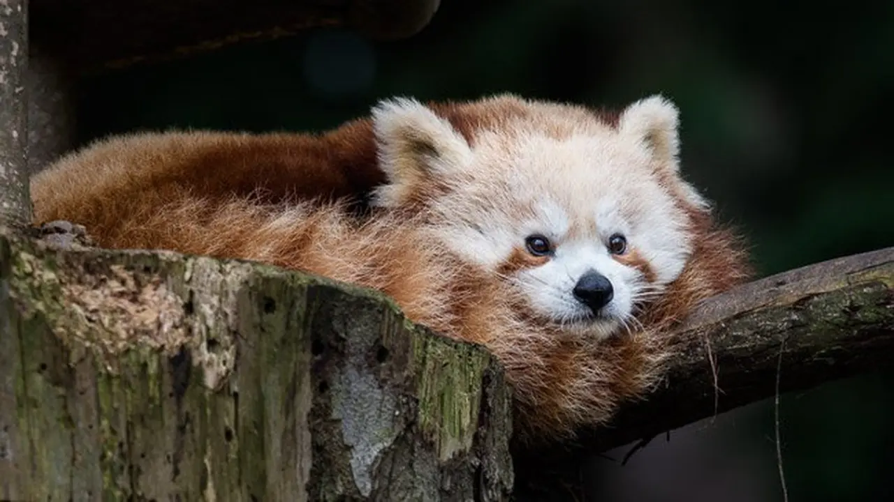 Panda merah