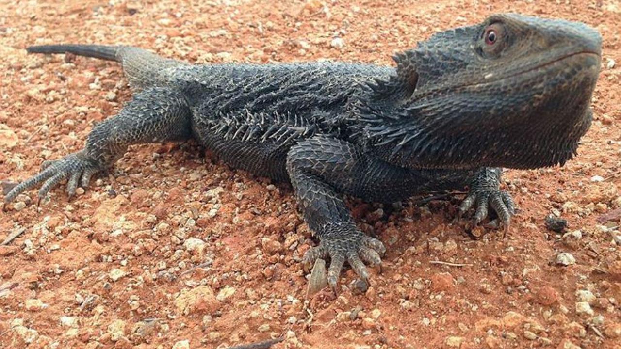 Kadal Berjanggut Ini Berganti Kelamin Saat Cuaca Panas