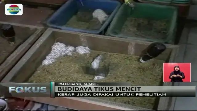 Pria asal Palembang ini berhasil budidayakan tikus mencit dengan keuntungan hingga Rp 5 juta per hari. Lho, kok bisa ya?