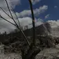 Gunung Sinabung terlihat dari perkebunan yang rusak akibat luncuran awan panas pada April 2015 di Desa Sibintun, Karo, Sumatera Utara, Minggu (5/7/2015). Akibat letusan Sinabung, desa tersebut sudah tak lagi berbentuk. (Liputan6.com/Johan Tallo)