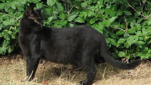 Kucing hitam (Sumber: Wikimedia Commons)