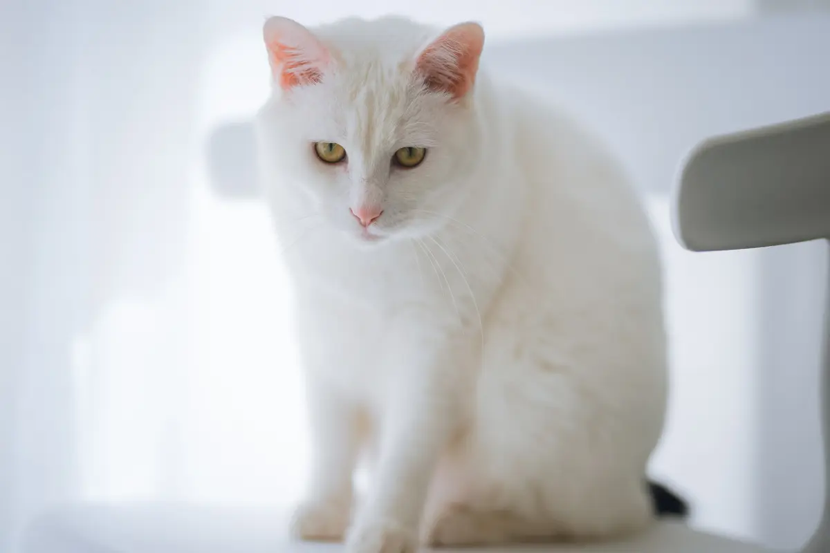 kucing putih
