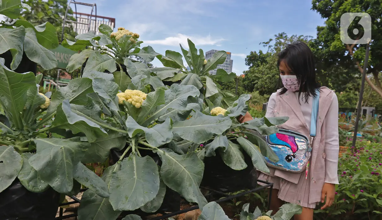 Pengunjung mengamati tanaman di Agro Edukasi Wisata Ragunan, Jakarta, Sabtu (16/1/2021). Tempat edukasi dan wisata, yang menerapkan konsep pertanian permakultur pertama di Indonesia itu menjadi salah satu pilihan menghabiskan akhir pekan di Jakarta. (Liputan6.com/Herman Zakharia)