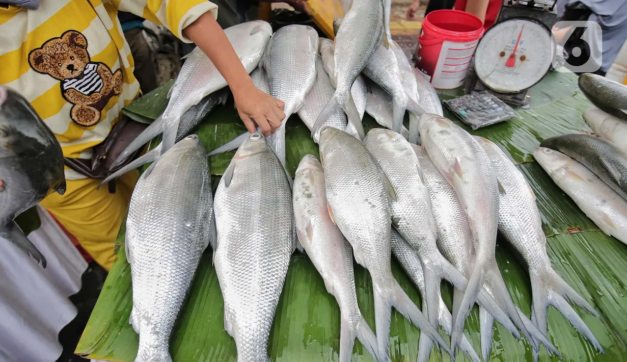 Penyelenggaraan Festival Bandeng Rawa Belong untuk menyongsong peringatan lima abad kota Jakarta. (Liputan6.com/Angga Yuniar)