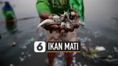 Ribuan ikan mati mengambang di pantai Filipina. Penyebab kematian hewan ini masih diselidiki badan perikanan Filipina.