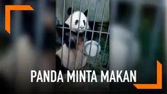 Seekor panda yang kelaparan meminta makan pada penjaganya dengan memukulkan panci pada jeruji.